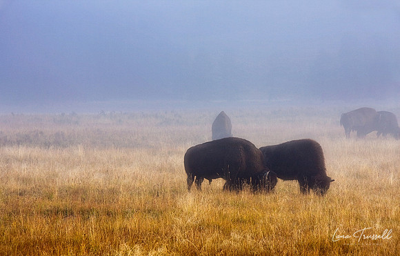 Bison In The Mist