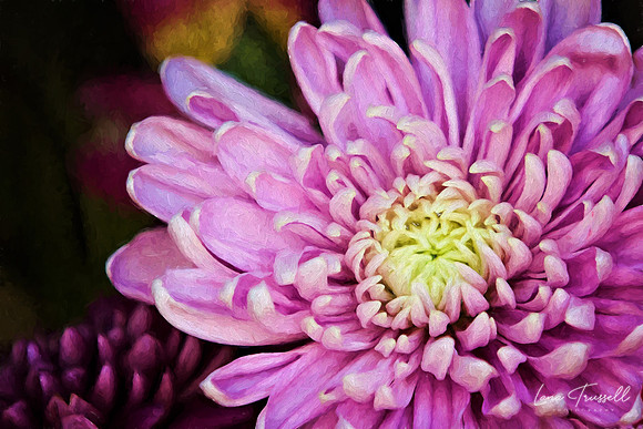 Lavender Mum