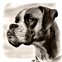 Boxer Profile