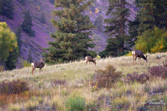Grazing Deer in Meadow