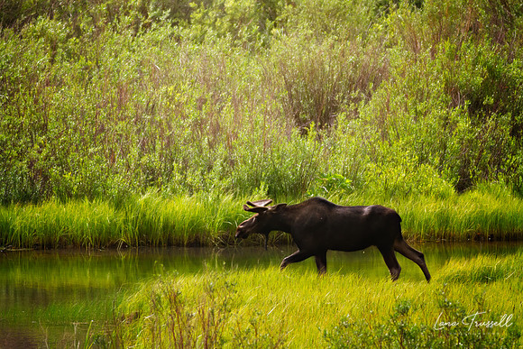Tranquil Stream with a Moose