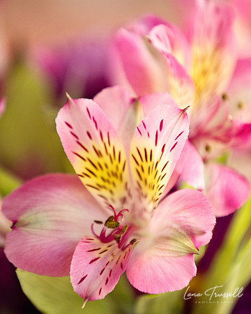 Pink Tiger Lily