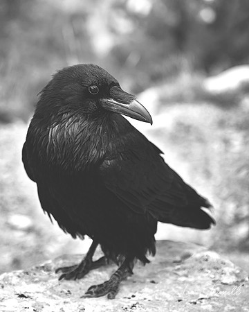Raven in Black and White Portrait