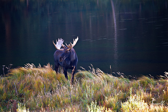 Mineral Creek Moose