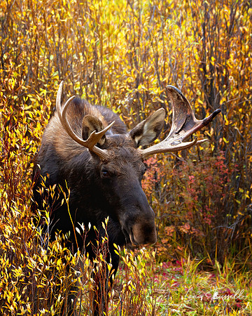 Bull Moose Amidst Autumn Foliage