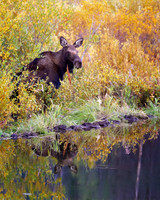 Moose by the Water's Edge