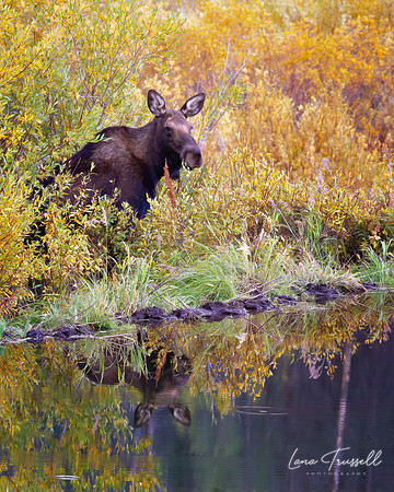 Moose by the Water's Edge