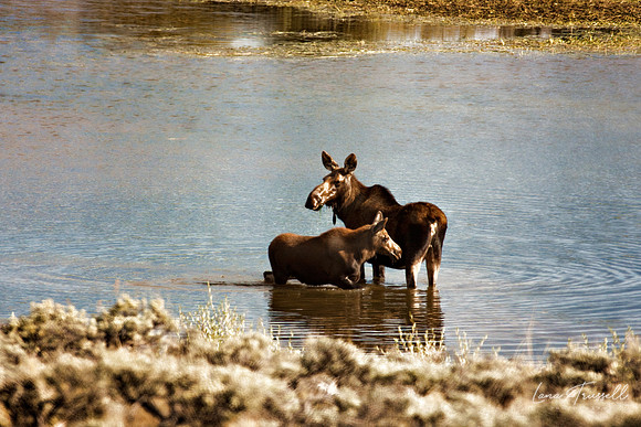 Out For A Dip