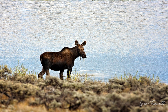 Moose Drool