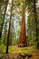 Majestic Sequoia in Forest Landscape