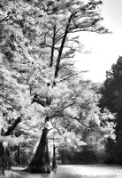 Big Cypress Bayou Trees