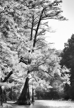Big Cypress Bayou Trees
