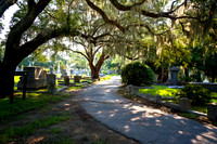 Whispers Beneath the Oaks