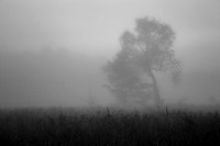 Foggy Morning in Cades Cove