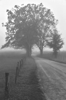 Whispers of Morning Fog - BW