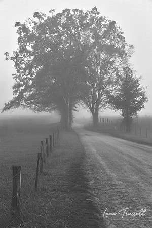 Whispers of Morning Fog - BW