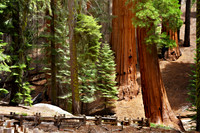 Pathway to the Giants