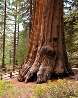Heart of the Sequoia