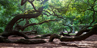 Where Time Takes Root