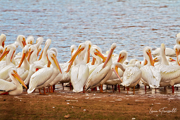Winter Gathering – American White Pelicans