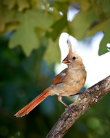 Quiet Grace – Female Northern Cardinal