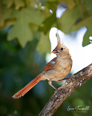 Quiet Grace – Female Northern Cardinal