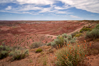 Painted Desert Bloom