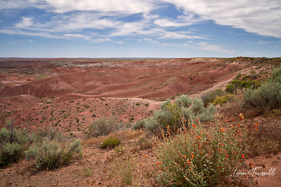 Painted Desert Bloom