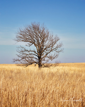 Last Days of Winter on the Prairie