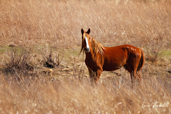 Prairie Fire