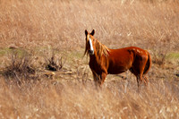 Prairie Fire