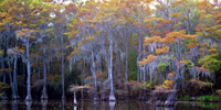 Whispers of Caddo