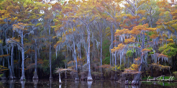 Whispers of Caddo