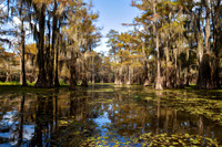 Autumn Reflections of Caddo Bayou