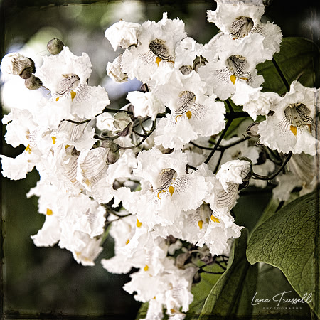Catalpa