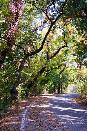 Canopy Of Curves