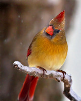 Female Cardinal in the Winter
