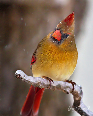 Female Cardinal in the Winter
