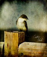Perched Poebe