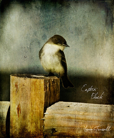 Perched Poebe
