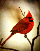 Northern Cardinal