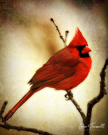 Northern Cardinal