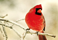 Winter Flame
