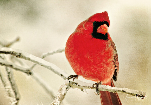 Winter Flame