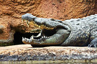 Boom’s Toothy Grin