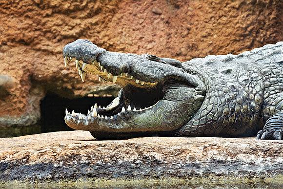 Boom’s Toothy Grin