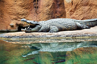 Nile Giant