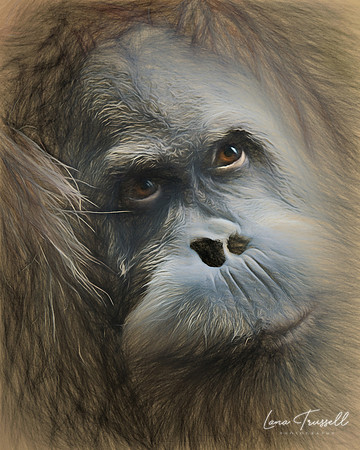 Toba's Expression