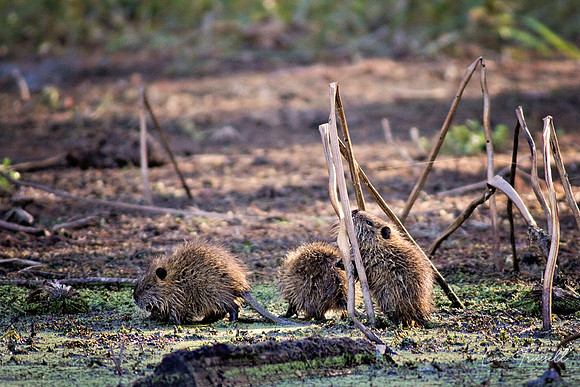 River Rat Trio