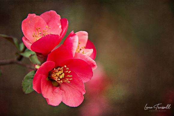 Flowering Quince